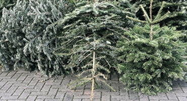 sapin collecte