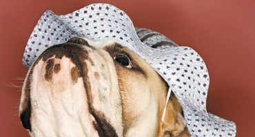 dejections canines 1